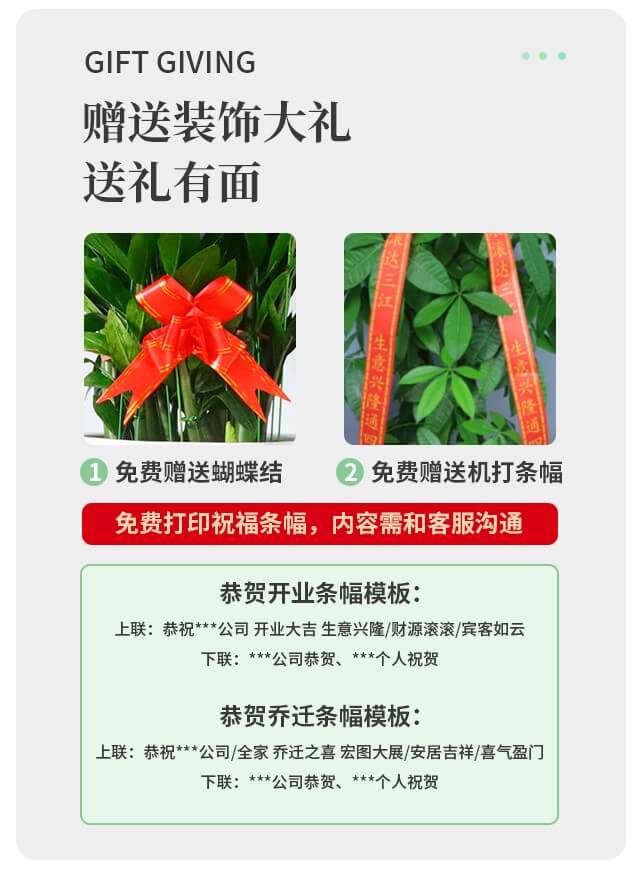 紅掌花卉盆栽三顆裝多少錢(qián)一盆