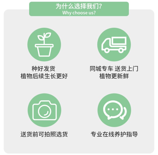 單桿發(fā)財(cái)樹價(jià)格圖片