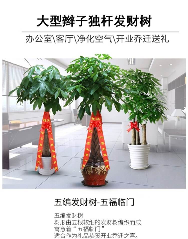 單桿發(fā)財(cái)樹價(jià)格